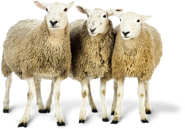 Yoigo LUZ y GAS - No hay dos sin tres