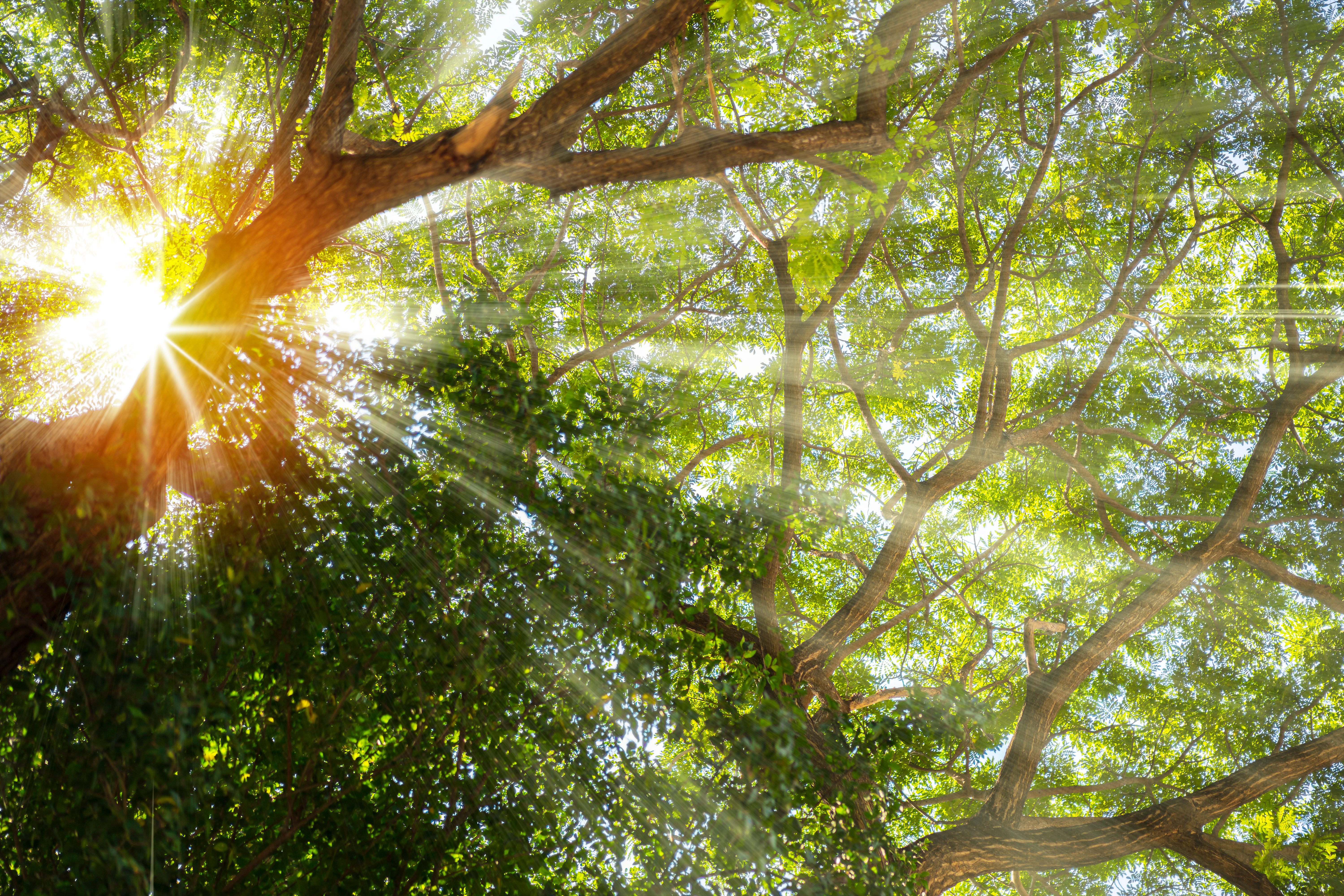 Cómo proteger los bosques de forma sostenible