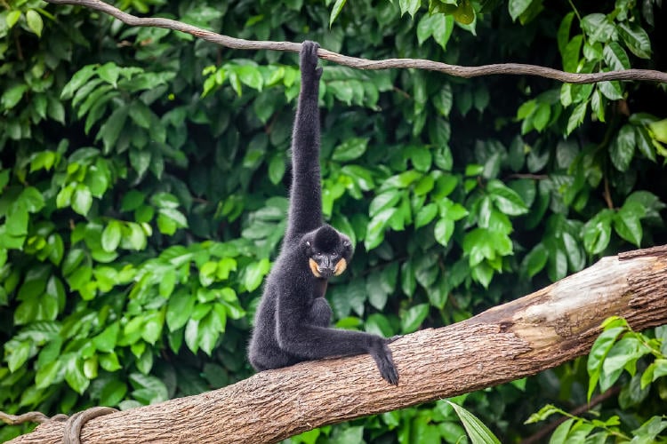 Monos en peligro de extinción Monos en peligro de extinción