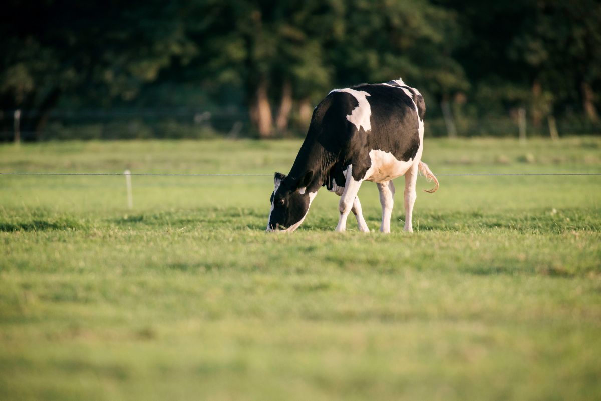 ¿Cómo podemos reducir el impacto ambiental de las vacas?