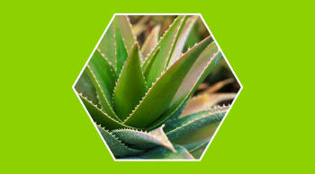 Plantas que ayudan a refrescar y ahorrar energía