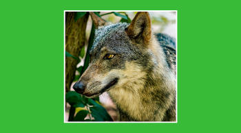 Animales en peligro de extinción en España y cómo protegerlos