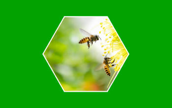 Abeja recogiendo polen, importancia de los polinizadores.