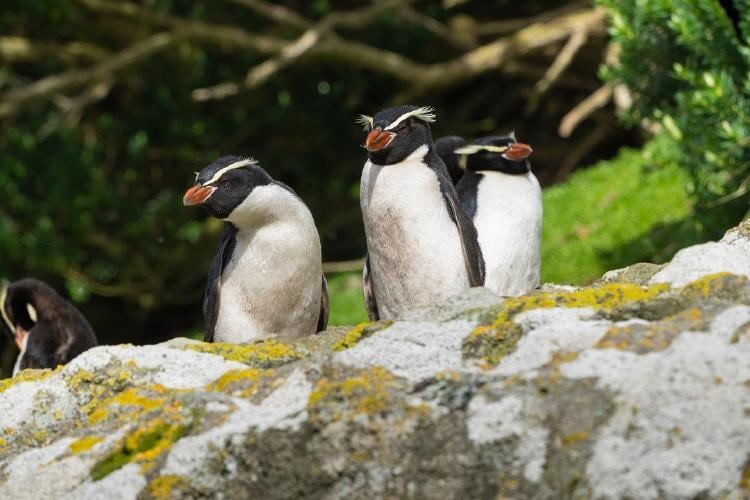 Pingüino de las Snares Pingüino de las Snares