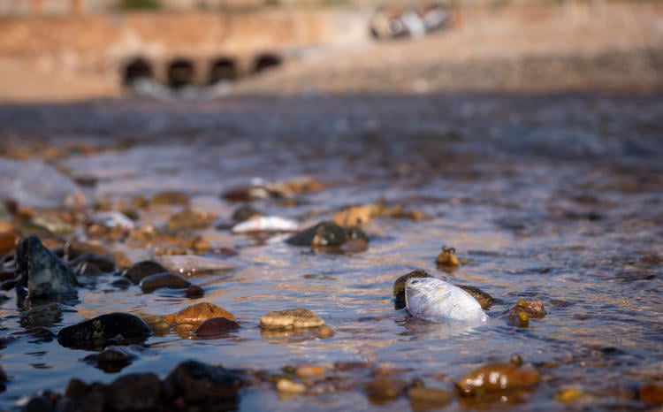 peces muertos río peces muertos río