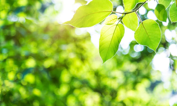 fotosíntesis fotosíntesis