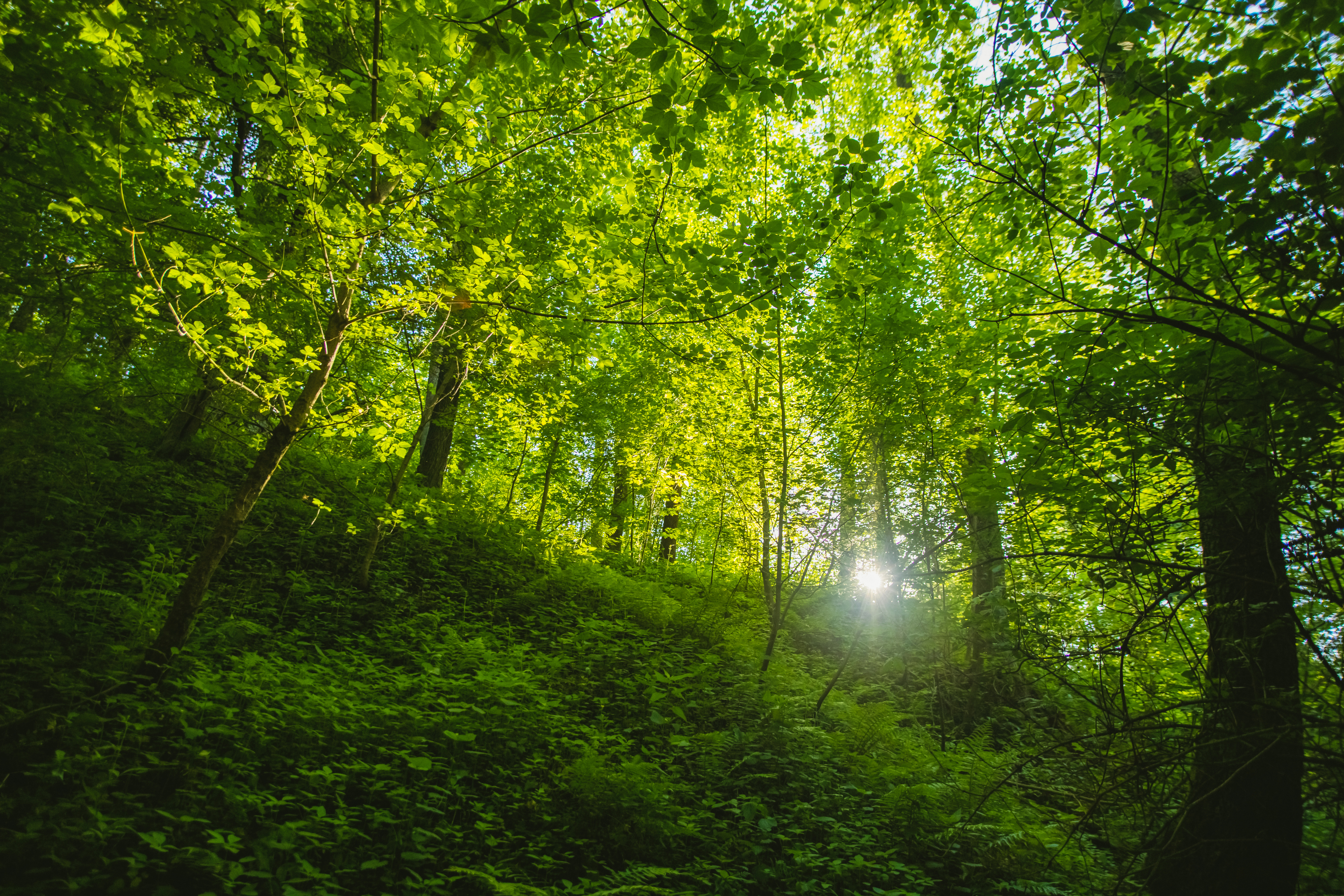 Cómo proteger los bosques de forma sostenible