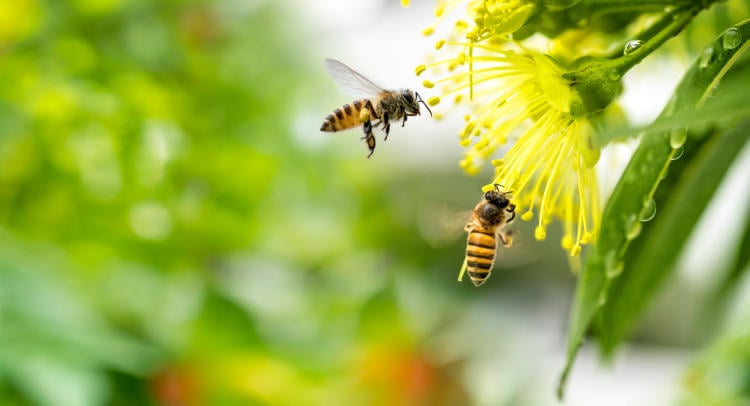 Cómo afecta el cambio climático a los insectos Cómo afecta el cambio climático a los insectos