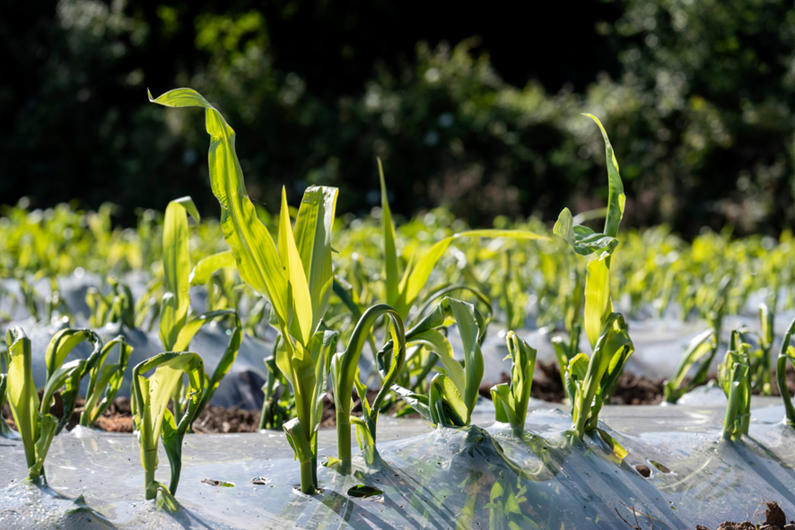Bioplásticos: qué son y beneficios para la agricultura