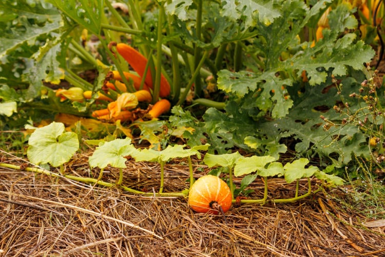 Diferencias entre agricultura regenerativa y permacultura Diferencias entre agricultura regenerativa y permacultura