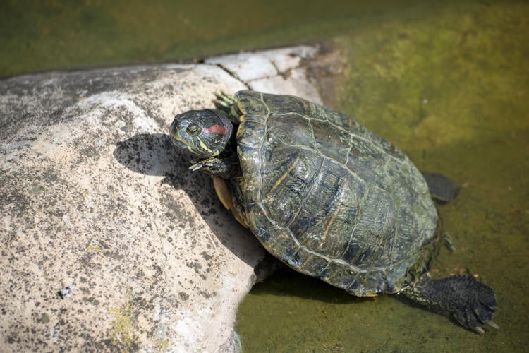 tortuga de florida tortuga de florida