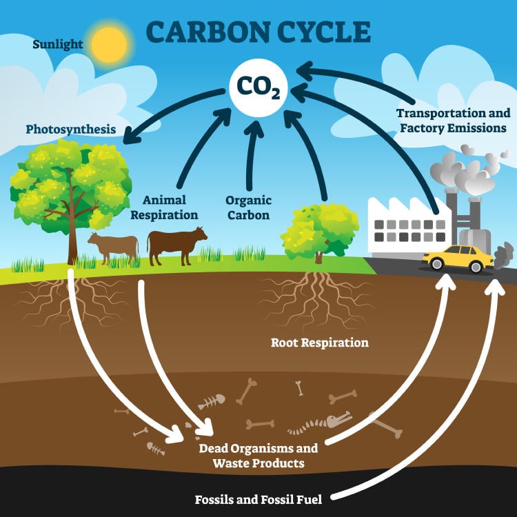 Ciclo del carbono y consecuencias para el cambio climático Ciclo del carbono y consecuencias para el cambio climático