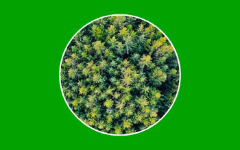 Bosques de coníferas, importancia para la absorción de CO2