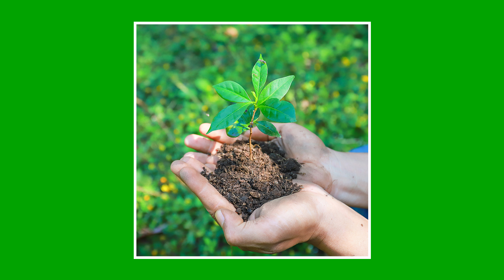 Cómo compensar tu consumo de gas con proyectos ambientales