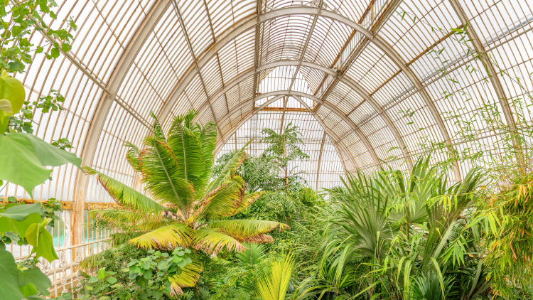 Consejos para proteger las plantas en peligro de extinción Consejos para proteger las plantas en peligro de extinción