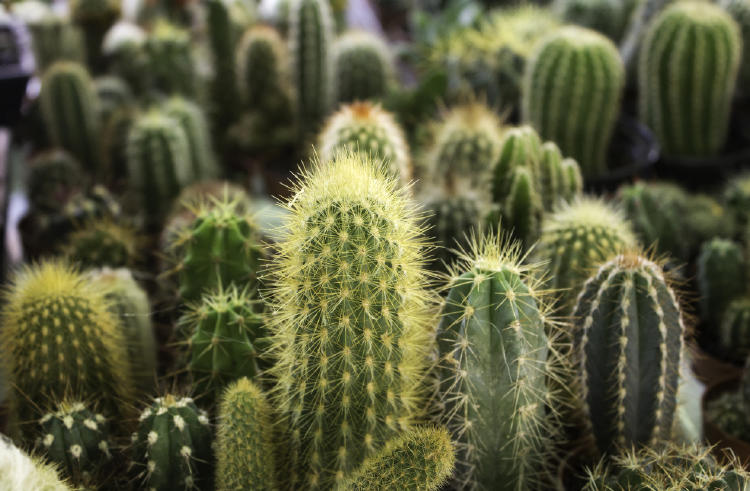 cactus plantas ahorrar agua cactus plantas ahorrar agua