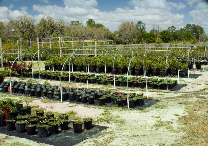 diferencia entre vivero e invernadero