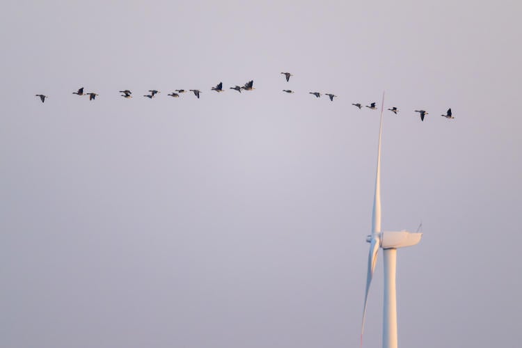 Impacto de los aerogeneradores en las aves y posibles soluciones Impacto de los aerogeneradores en las aves y posibles soluciones