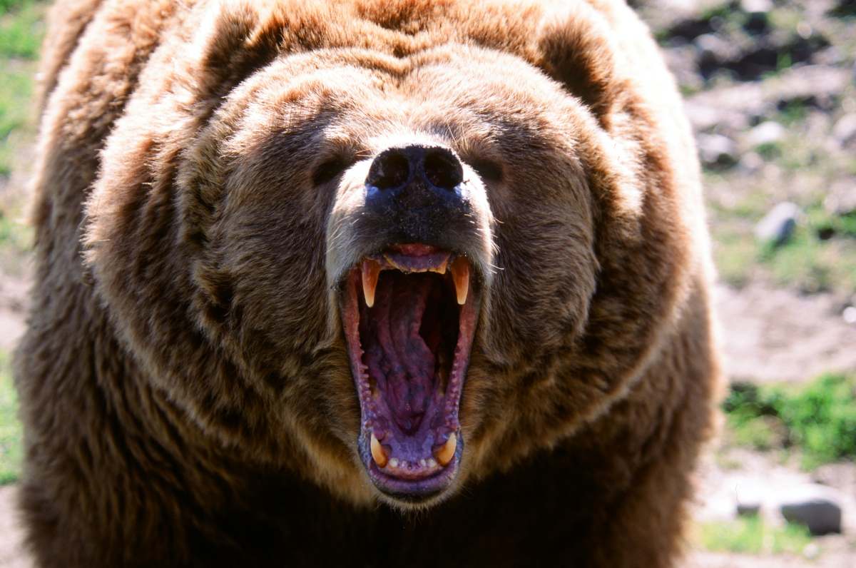 oso pardo