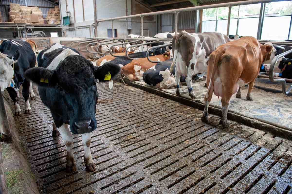 Contaminacion de las vacas