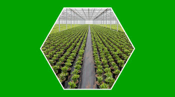 Vivero invernadero diferencias