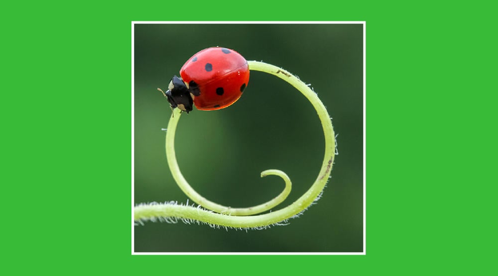 Cómo-afecta-el-cambio-climático-a-los-insectos