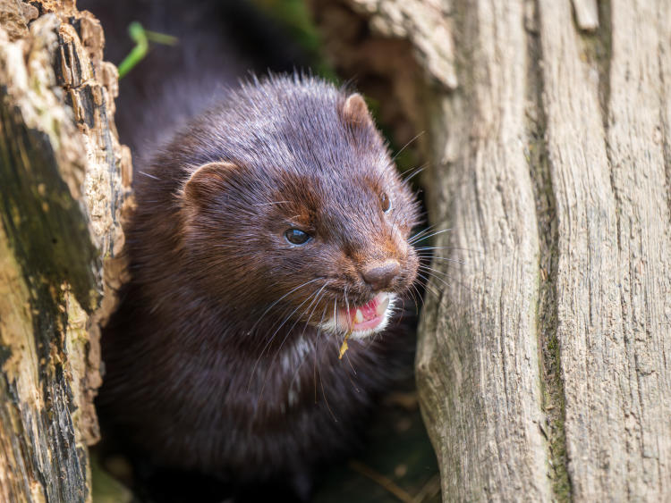 visón americano visón americano