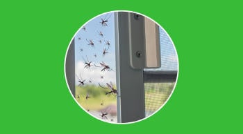 Insectos primavera evitar plagas casa