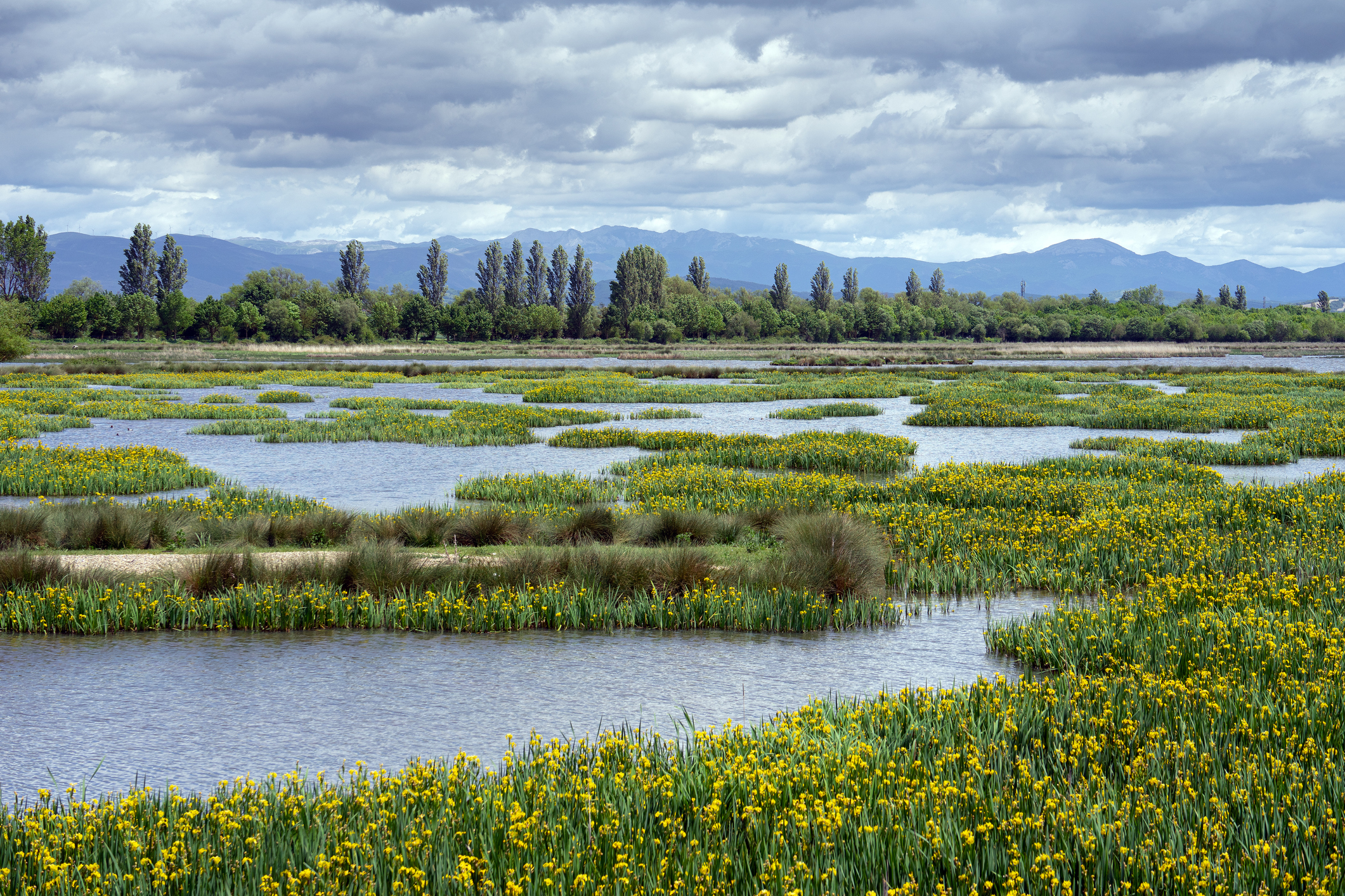 C&oacute;mo compensar tu consumo de gas con proyectos ambientales