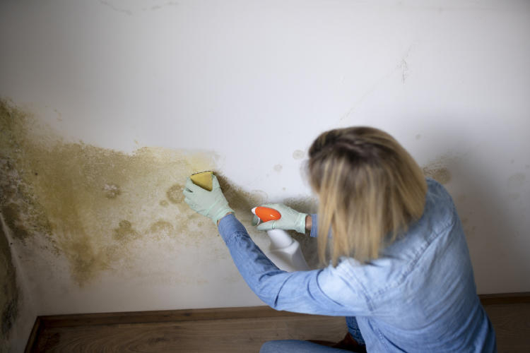 limpiar manchas moho pared limpiar manchas moho pared