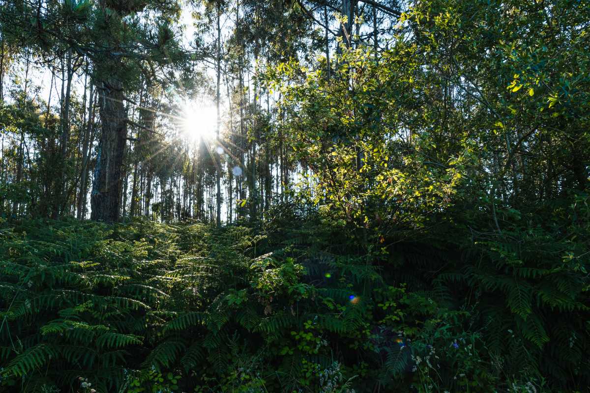 Como ayuda la reforestación al medio ambiente | EnergyGo Blog