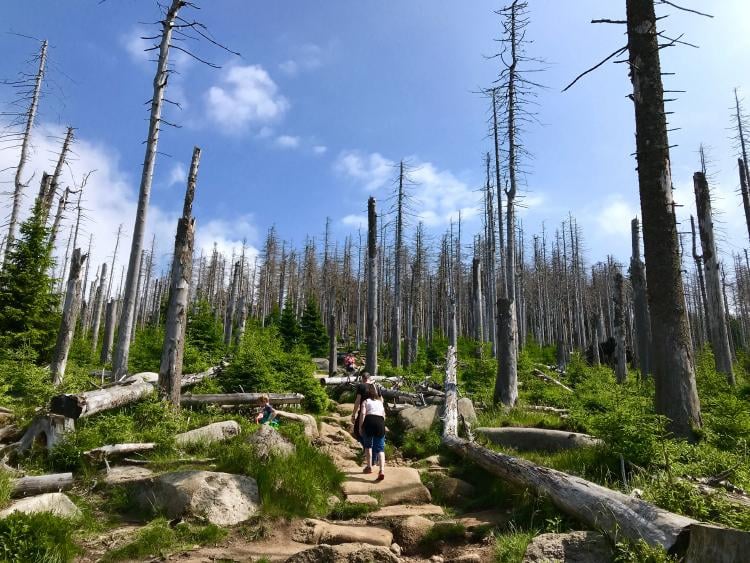 Cómo afecta la contaminación a las plantas de casa Cómo afecta la contaminación a las plantas de casa