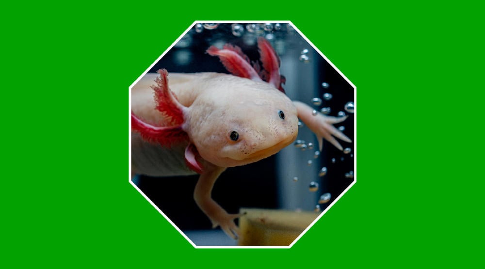 Animales raros en peligro de extinción