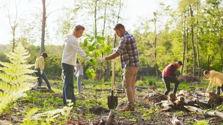 Para qué sirve la silvicultura y cómo proteger los bosques Para qué sirve la silvicultura y cómo proteger los bosques