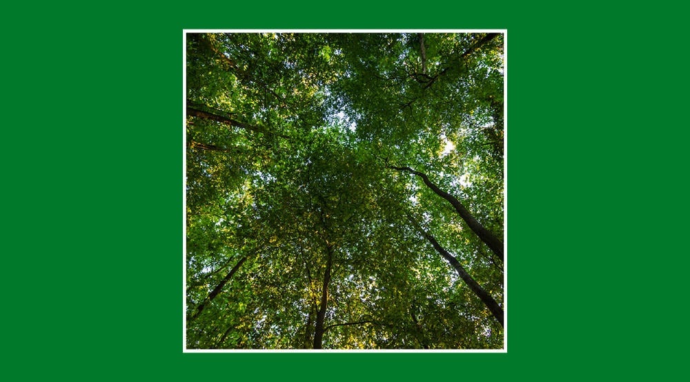 ¿Qué es la huella de carbono?