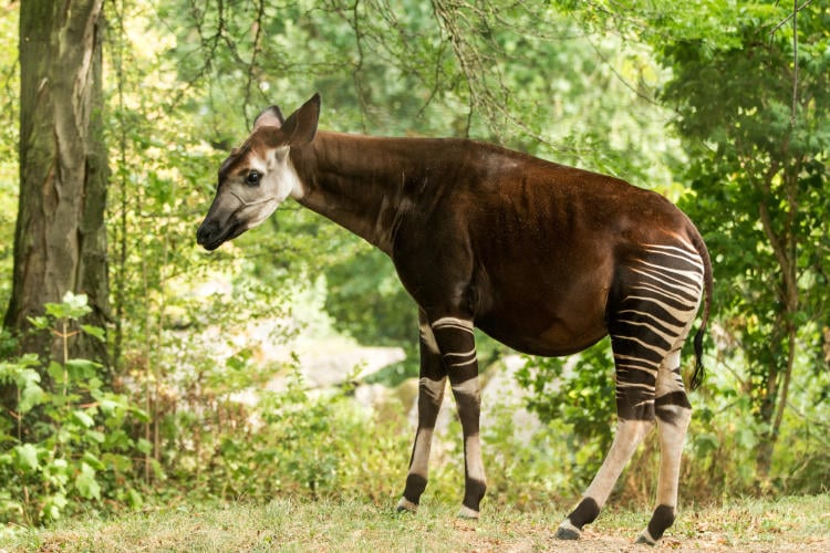okapi animales raros exóticos peligro extinción okapi animales raros exóticos peligro extinción