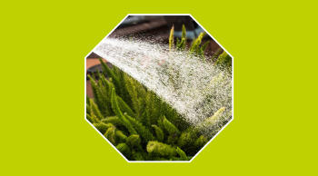 Mejores plantas para ahorrar agua en el jardín