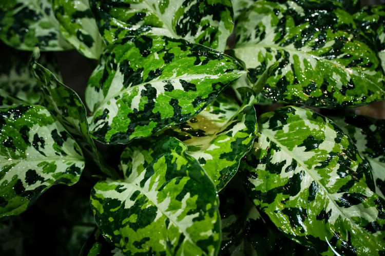 Consejos para proteger las plantas en peligro de extinción Consejos para proteger las plantas en peligro de extinción