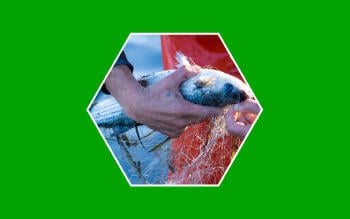 Pescador limpiando redes, prácticas sostenibles en la pesca.