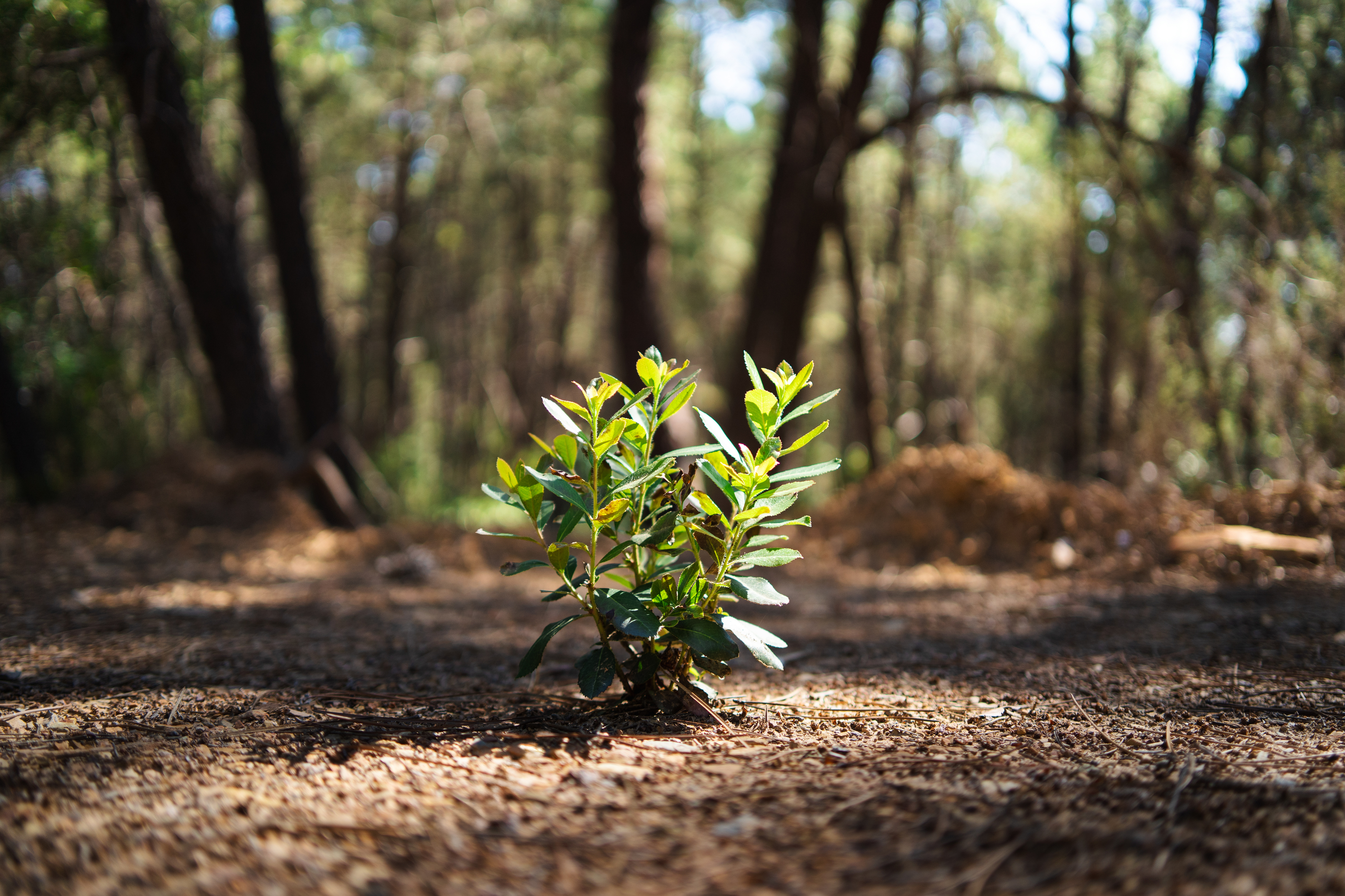 Cómo proteger los bosques de forma sostenible