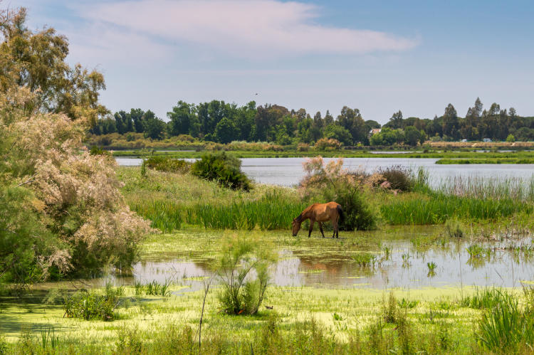 Doñana Doñana