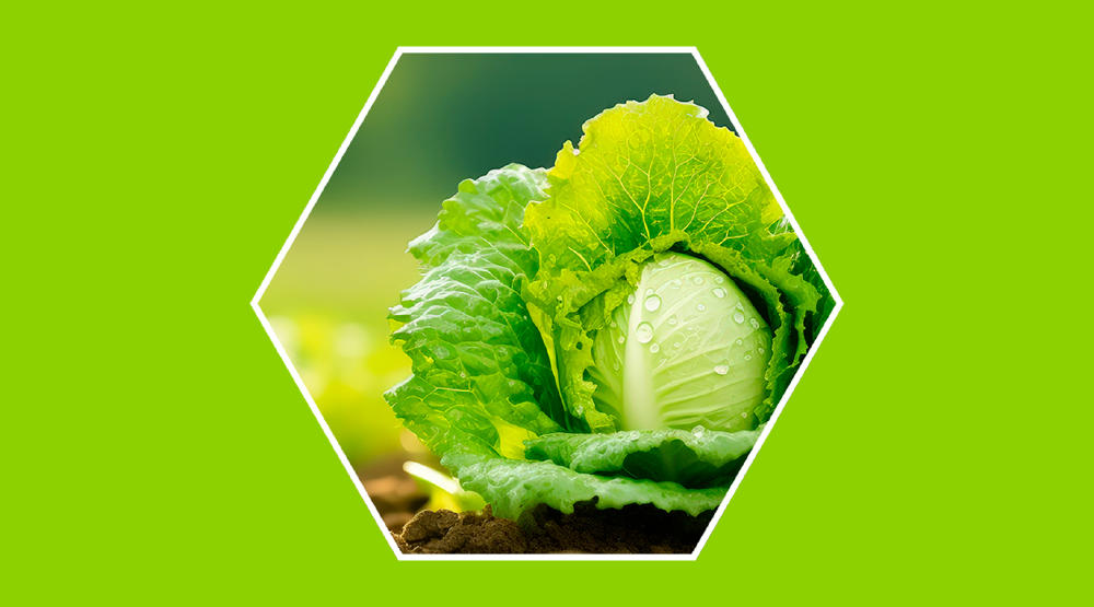 Productos eco-friendly para el hogar