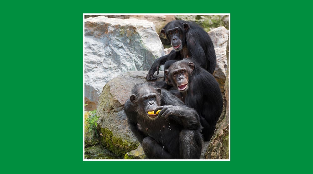 Monos en peligro de extinción, conservación de especies