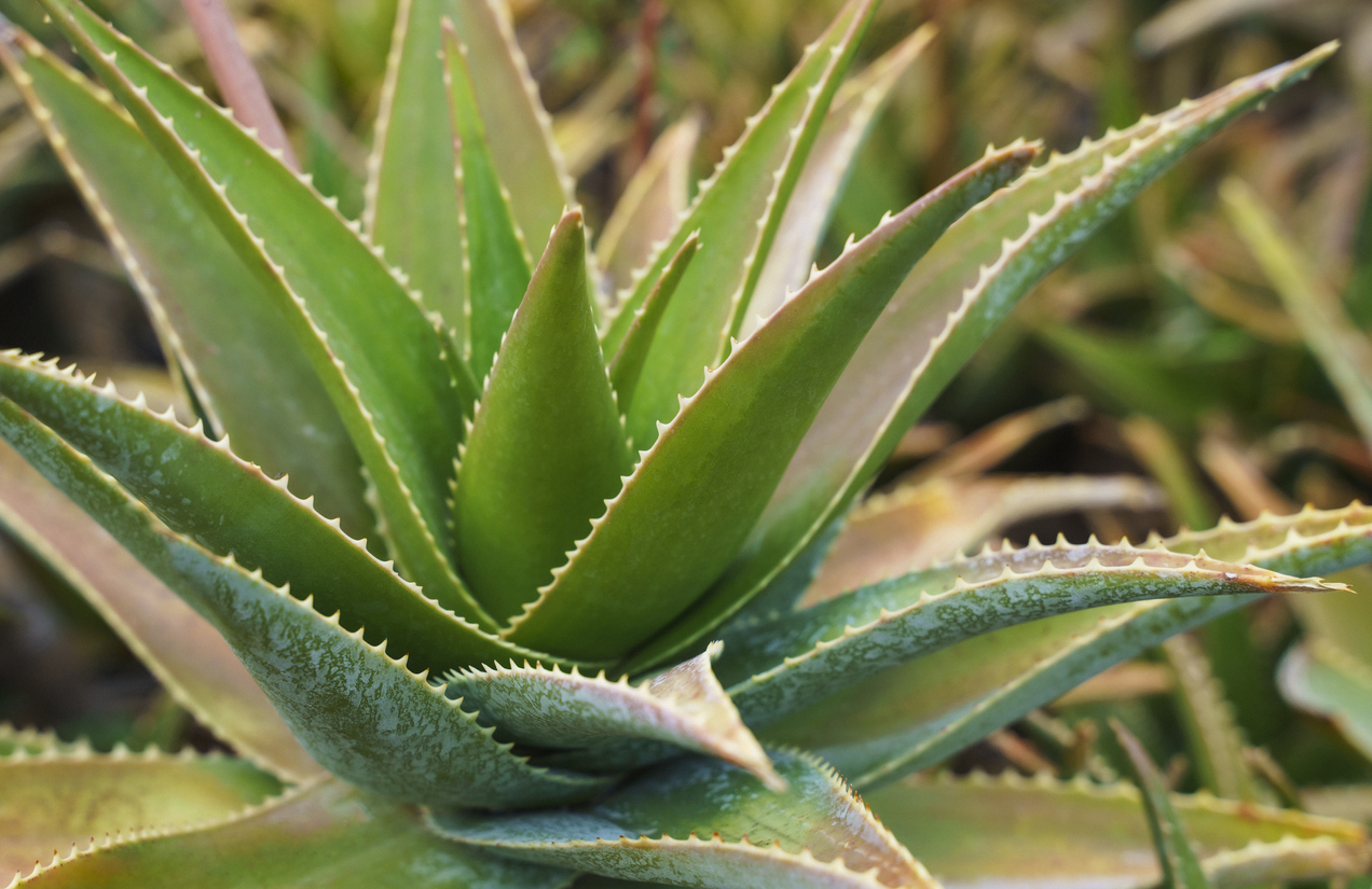 aloe vera ahorrar agua casa