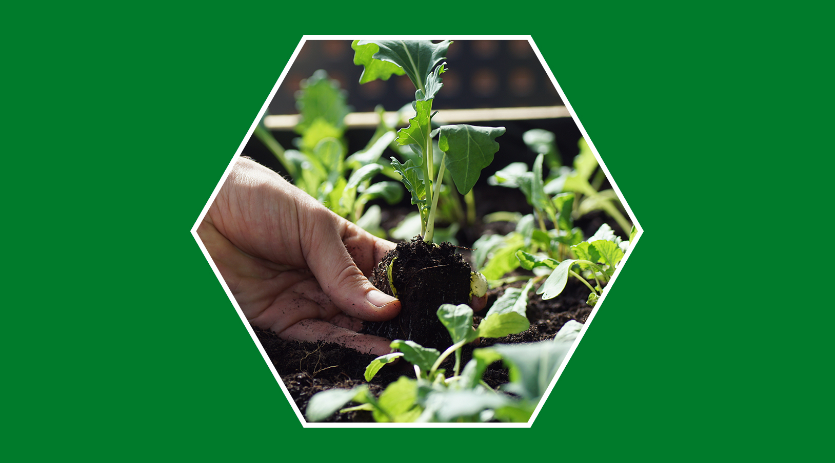 Huertos urbanos: riego y luz automática que ahorra energía