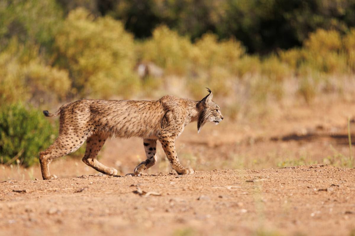 Ejemplos de habitat y nicho ecologico