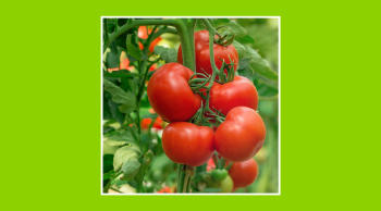 Cultivo hidropónico en sistema cerrado
