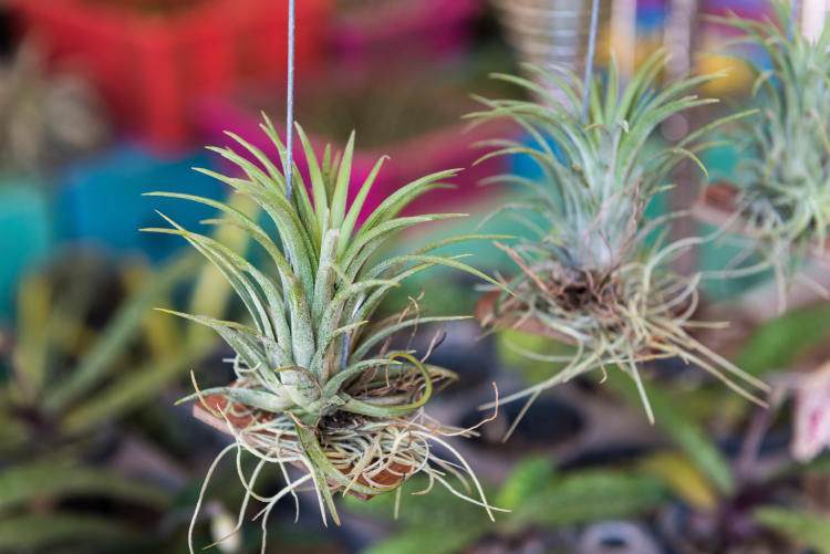 Plantas de aire: qué son y cómo ahorran energía en casa Plantas de aire: qué son y cómo ahorran energía en casa