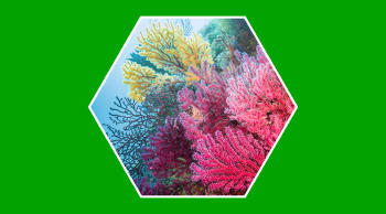 Arrecife coral contaminación cambio climático
