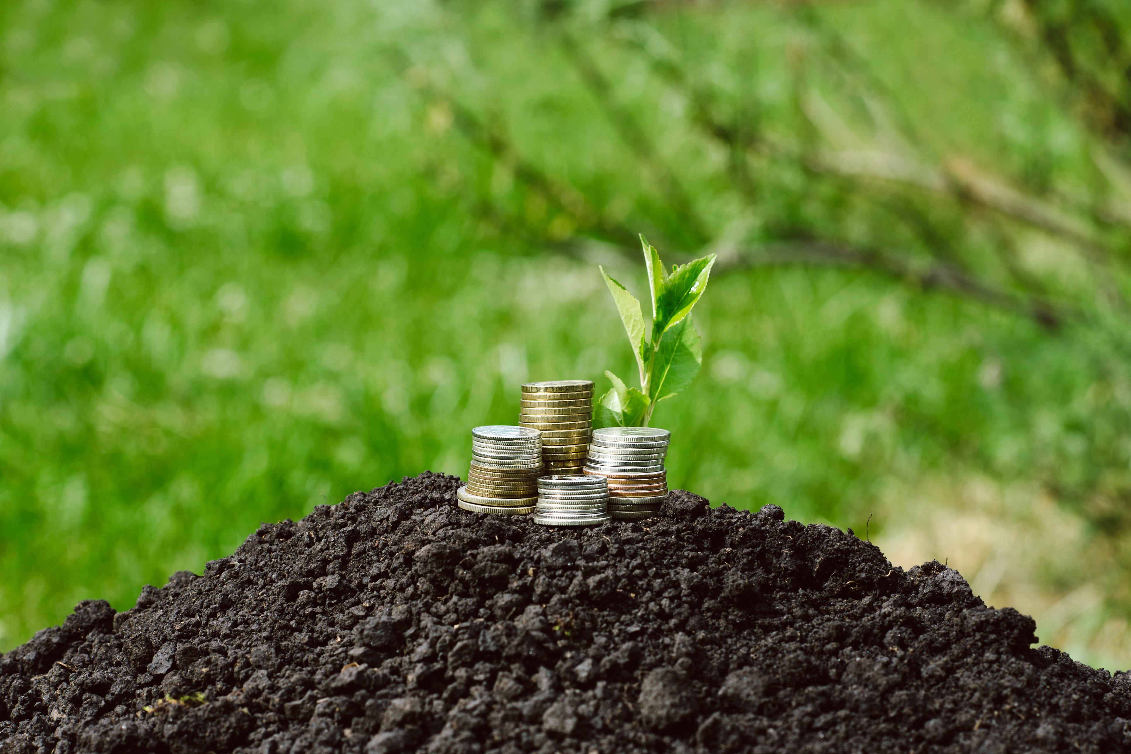 Biochar: el carb&oacute;n vegetal que devuelve nutrientes a la tierra